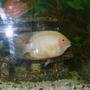 freshwater fish - heros serverus - gold severum stocking in 40 gallons tank - Golden Deacon