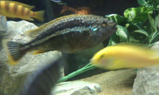 freshwater fish - melanochromis auratus - auratus cichlid stocking in 75 gallons tank - this is my 7" Melanochromis auratus he is the king of the tank, but pretty mild for his species