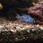 freshwater fish - cyrtocara moorii - blue dolphin cichlid stocking in 90 gallons tank - Juvenile Malawi blue dolphin.