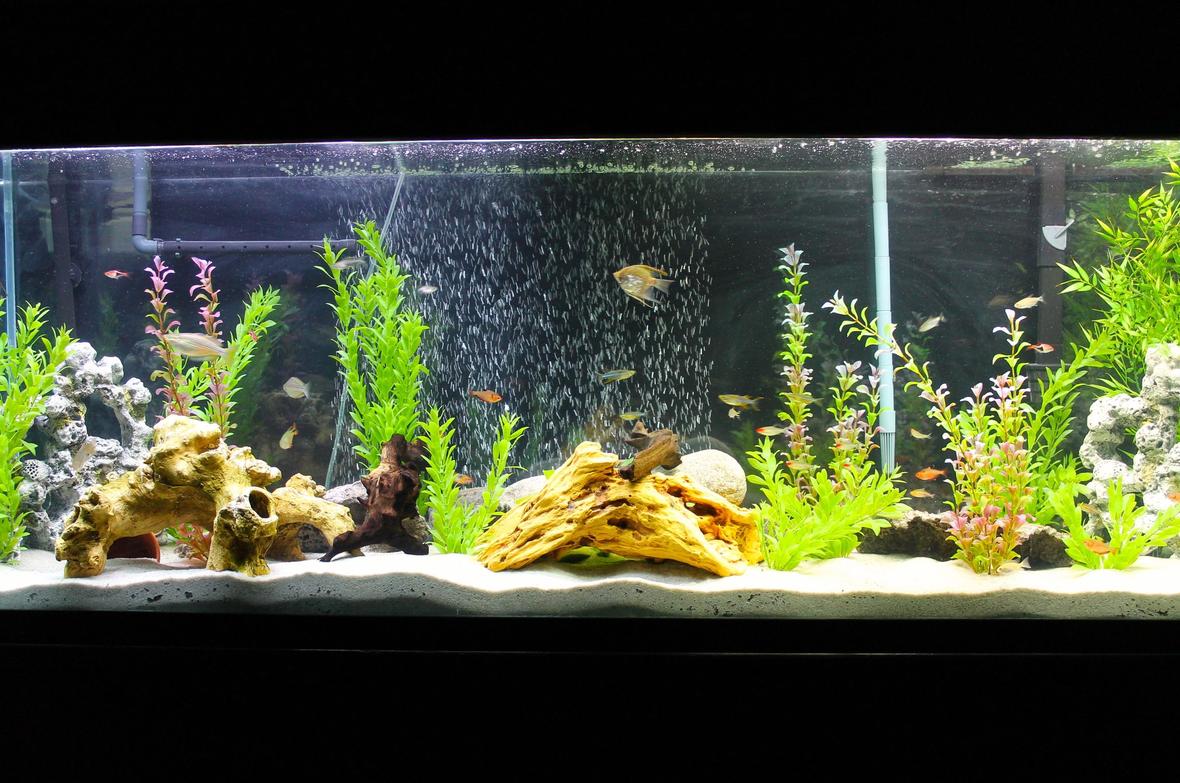 135 gallons freshwater fish tank (mostly fish and non-living decorations) - My 135 gallon freshwater setup