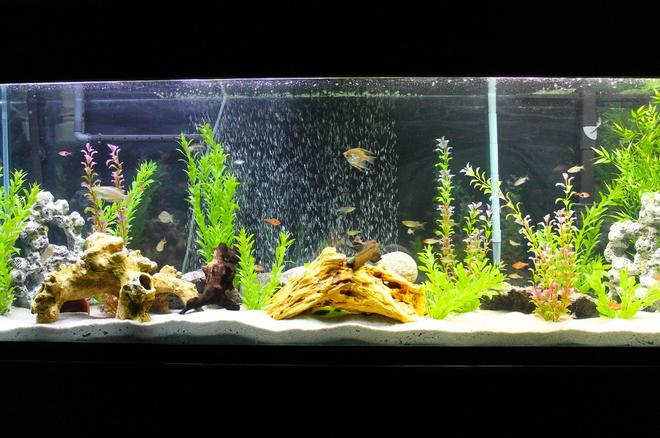 135 gallons freshwater fish tank (mostly fish and non-living decorations) - My 135 gallon freshwater setup