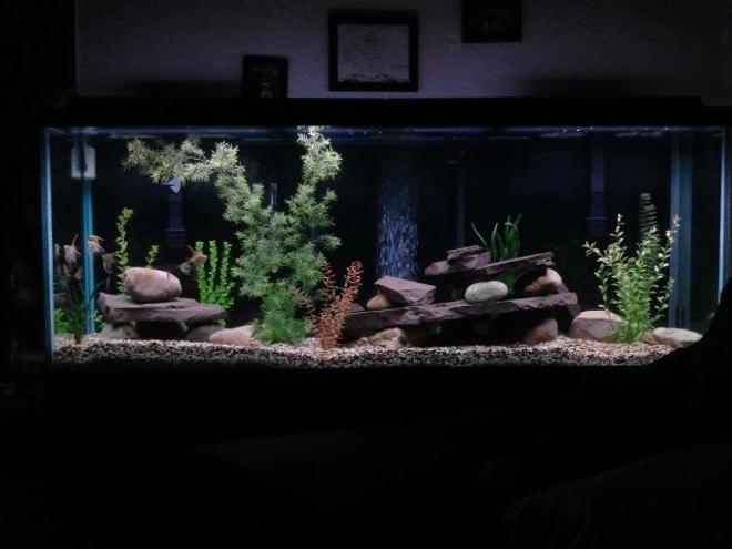 150 gallons freshwater fish tank (mostly fish and non-living decorations) - 150 gallon Aquarium