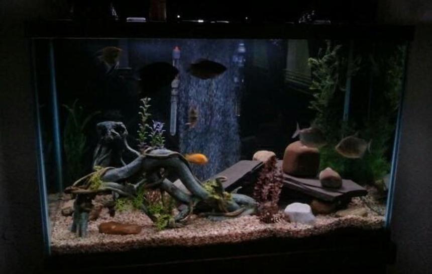 Rated #86: 150 Gallons Freshwater Fish Tank - 150 Gallon