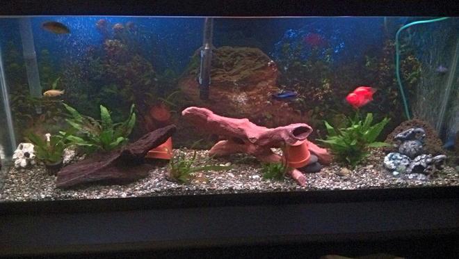 55 gallons freshwater fish tank (mostly fish and non-living decorations) - 55 gallon cichlid tank
