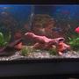 55 gallons freshwater fish tank (mostly fish and non-living decorations) - 55 gallon cichlid tank