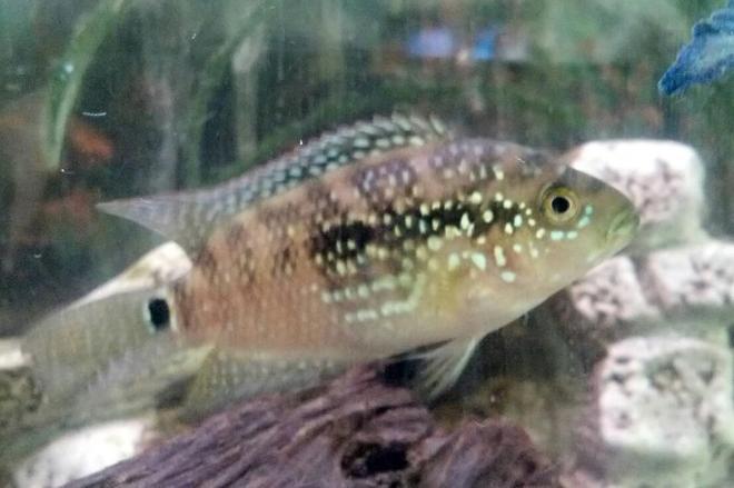 freshwater fish - nandopsis octofasciatum - jack dempsey stocking in 55 gallons tank - jack dempsey