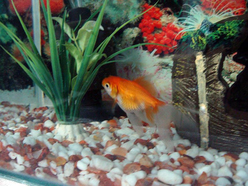 Rated #108: Freshwater Fish - Carassius Auratus - Red Ryukin Goldfish Stocking In 40 Gallons Tank - gold fish