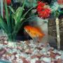 freshwater fish - carassius auratus - red ryukin goldfish stocking in 40 gallons tank - gold fish