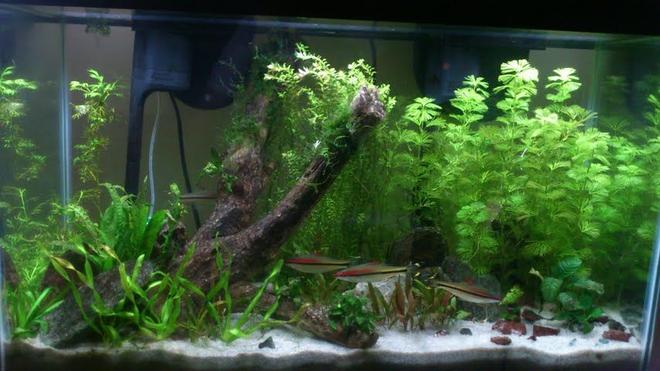 29 gallons planted tank (mostly live plants and fish) - Update on my tank
