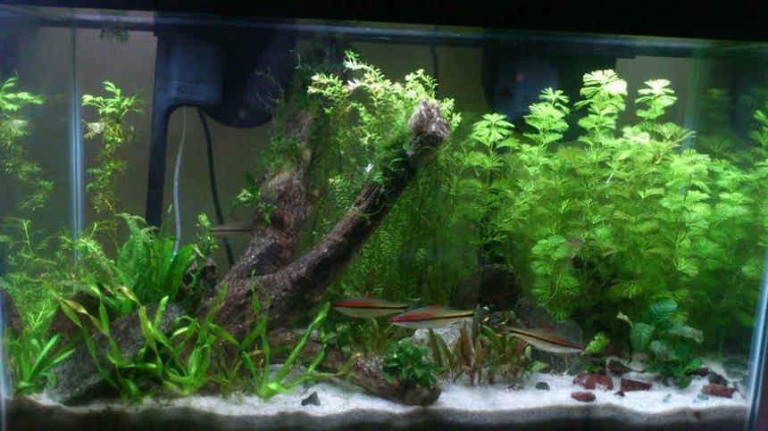 Rated #95: 29 Gallons Planted Tank - Update on my tank