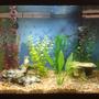 20 gallons freshwater fish tank (mostly fish and non-living decorations) - My 20 Gallon