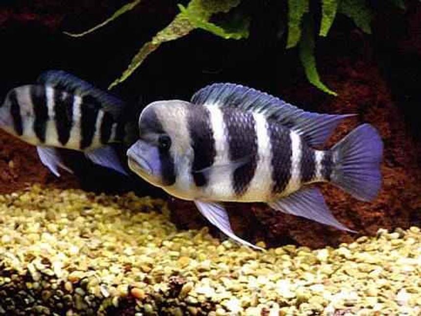 Rated #526: Freshwater Fish - Cyphotilapia Frontosa - Frontosa Cichlid Stocking In 5 Gallons Tank
