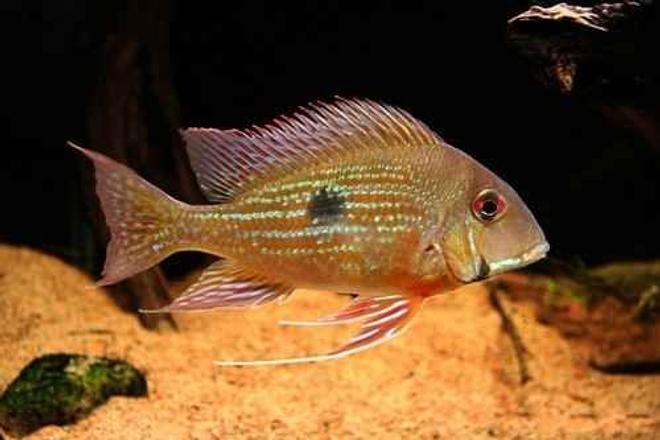 freshwater fish - satanoperca jurupari - eartheater stocking in 5 gallons tank - rate