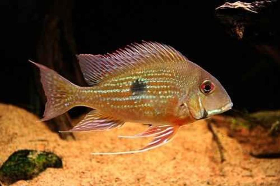 freshwater fish - satanoperca jurupari - eartheater stocking in 5 gallons tank - rate