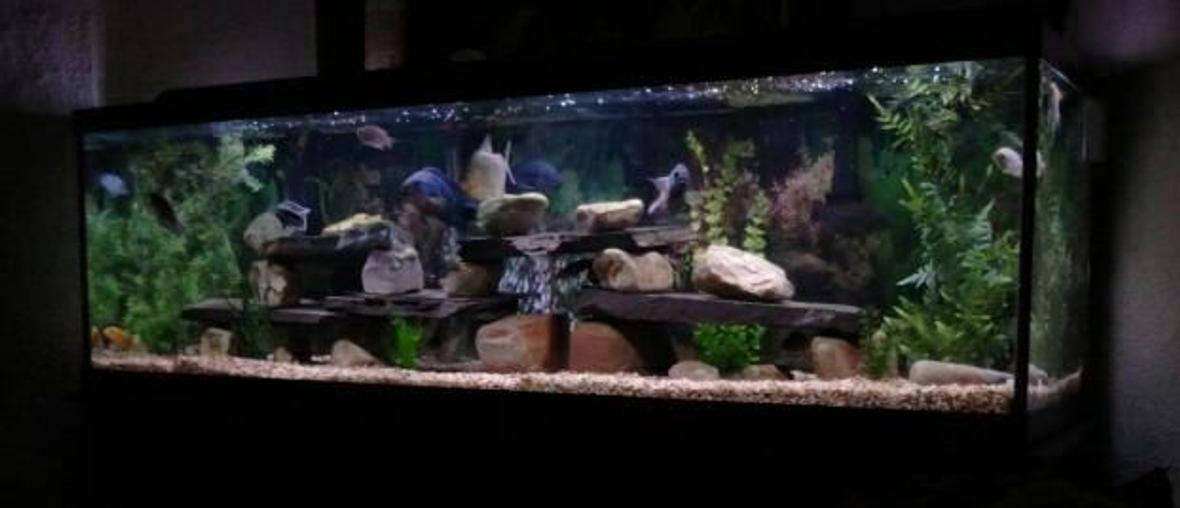 125 gallons freshwater fish tank (mostly fish and non-living decorations) - 125 gallon tank