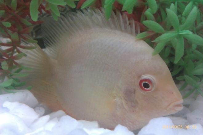 freshwater fish - heros serverus - gold severum stocking in 5 gallons tank - freshwater
severem
