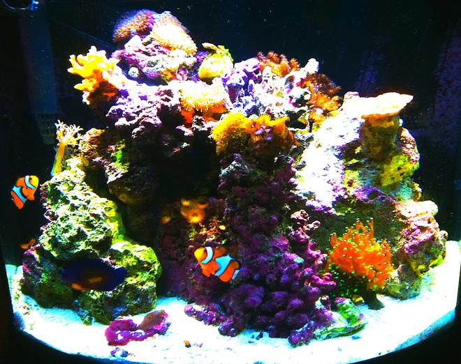 55 gallons reef tank (mostly live coral and fish) - 16 gallon bowfront nano reef with fish and led lighting
