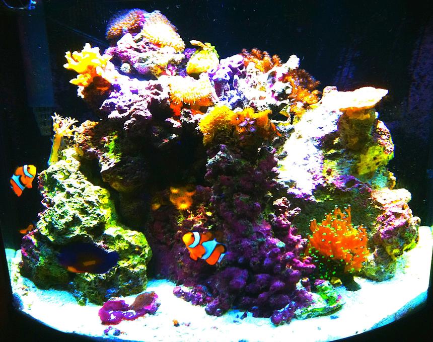 Rated #30: 55 Gallons Reef Tank - 16 gallon bowfront nano reef with fish and led lighting