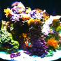 55 gallons reef tank (mostly live coral and fish) - 16 gallon bowfront nano reef with fish and led lighting