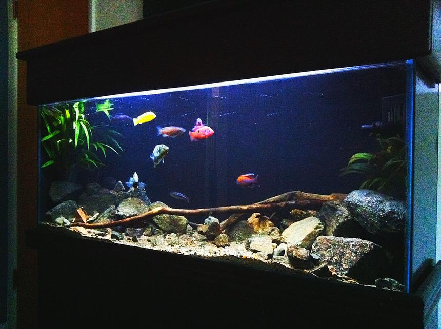 Rated #58: 55 Gallons Freshwater Fish Tank - 55 gallon african cichlid tank