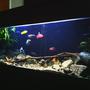 55 gallons freshwater fish tank (mostly fish and non-living decorations) - 55 gallon african cichlid tank