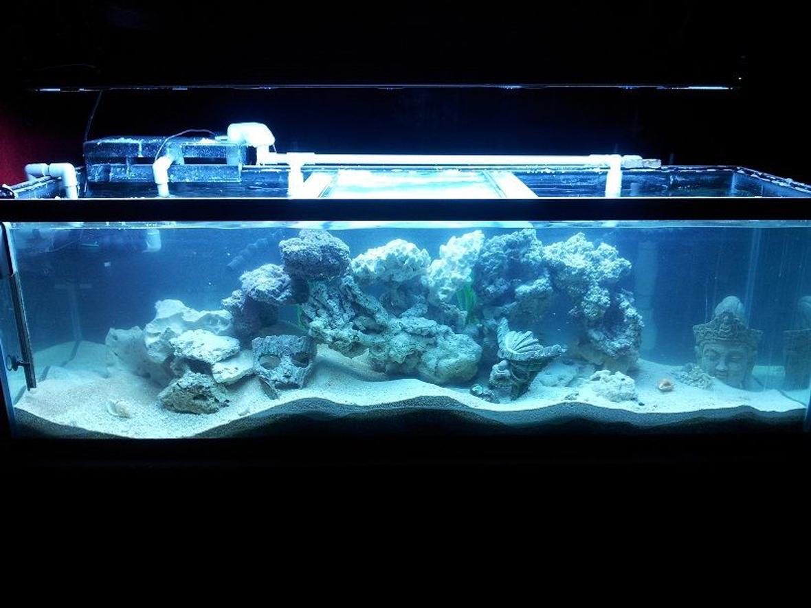 125 gallons reef tank (mostly live coral and fish) - 3rd cycle current fresh pallet! Suggestions let me know what u think!