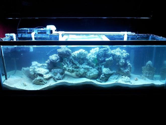125 gallons reef tank (mostly live coral and fish) - 3rd cycle current fresh pallet! Suggestions let me know what u think!