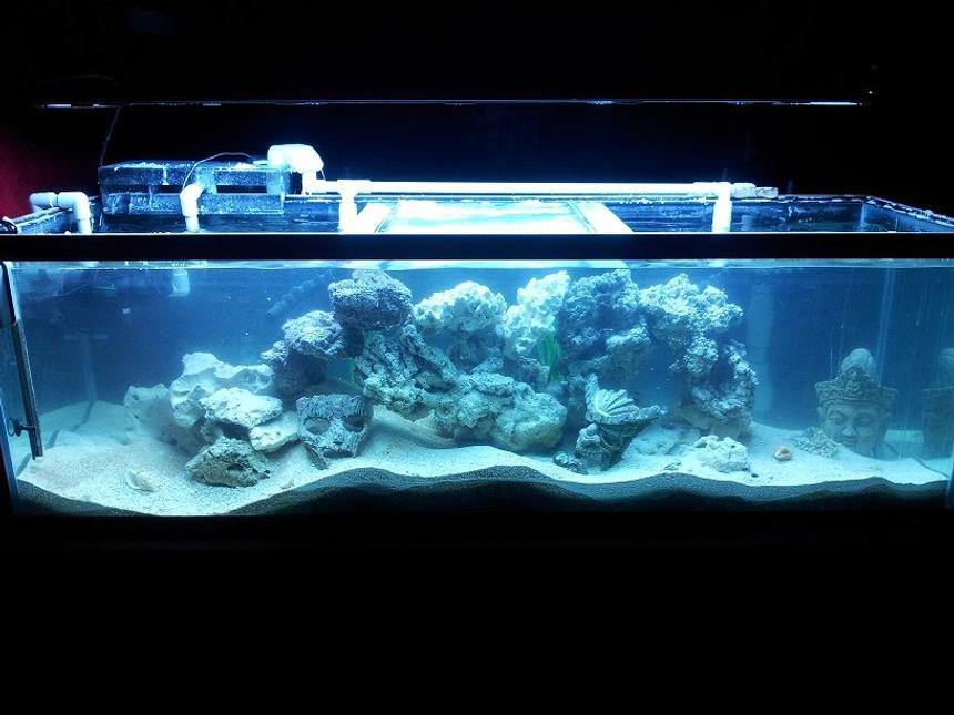 Rated #74: 125 Gallons Reef Tank - 3rd cycle current fresh pallet! Suggestions let me know what u think!