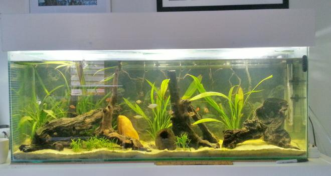 55 gallons planted tank (mostly live plants and fish) - Planted Fish Tank