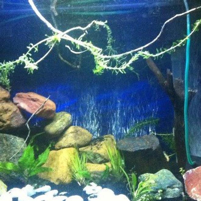 56 gallons freshwater fish tank (mostly fish and non-living decorations) - This is the most recent photo of this tank. Those white pebbles are Still there... the moss I tied around the branch is starting to grow, the elodea kept uprooting so in the end I just draped it around the branch. I''ll try planting it again when I regain my patience