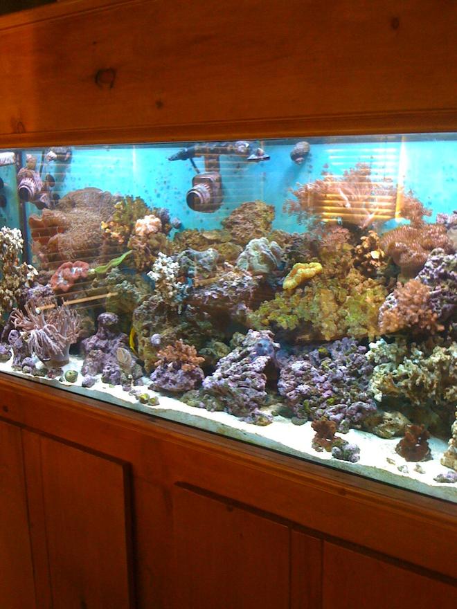 120 gallons reef tank (mostly live coral and fish) - 120gal,150lb live rock,open brain,lethers,giant cup mushroom,yellow tang,podwer blue tang, etc
