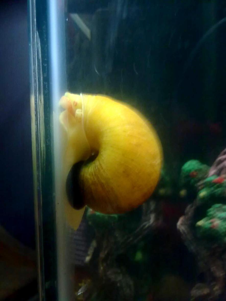 Rated #25: Corals Inverts - Pomacea Canaliculata - Apple Snail Stocking In 30 Gallons Tank - apple snail in my freshwater tank
