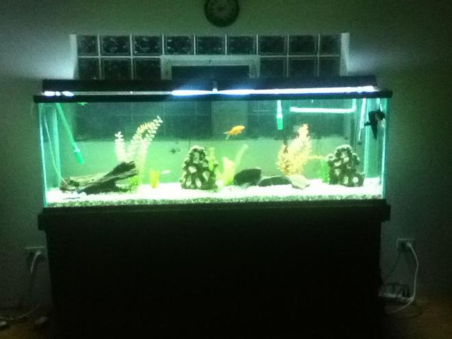 75 gallons freshwater fish tank (mostly fish and non-living decorations) - the 135 is up and going what a great
improvement