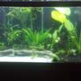 75 gallons planted tank (mostly live plants and fish) - My 75 gallon.its a little cloudy just got done moving acouple plants