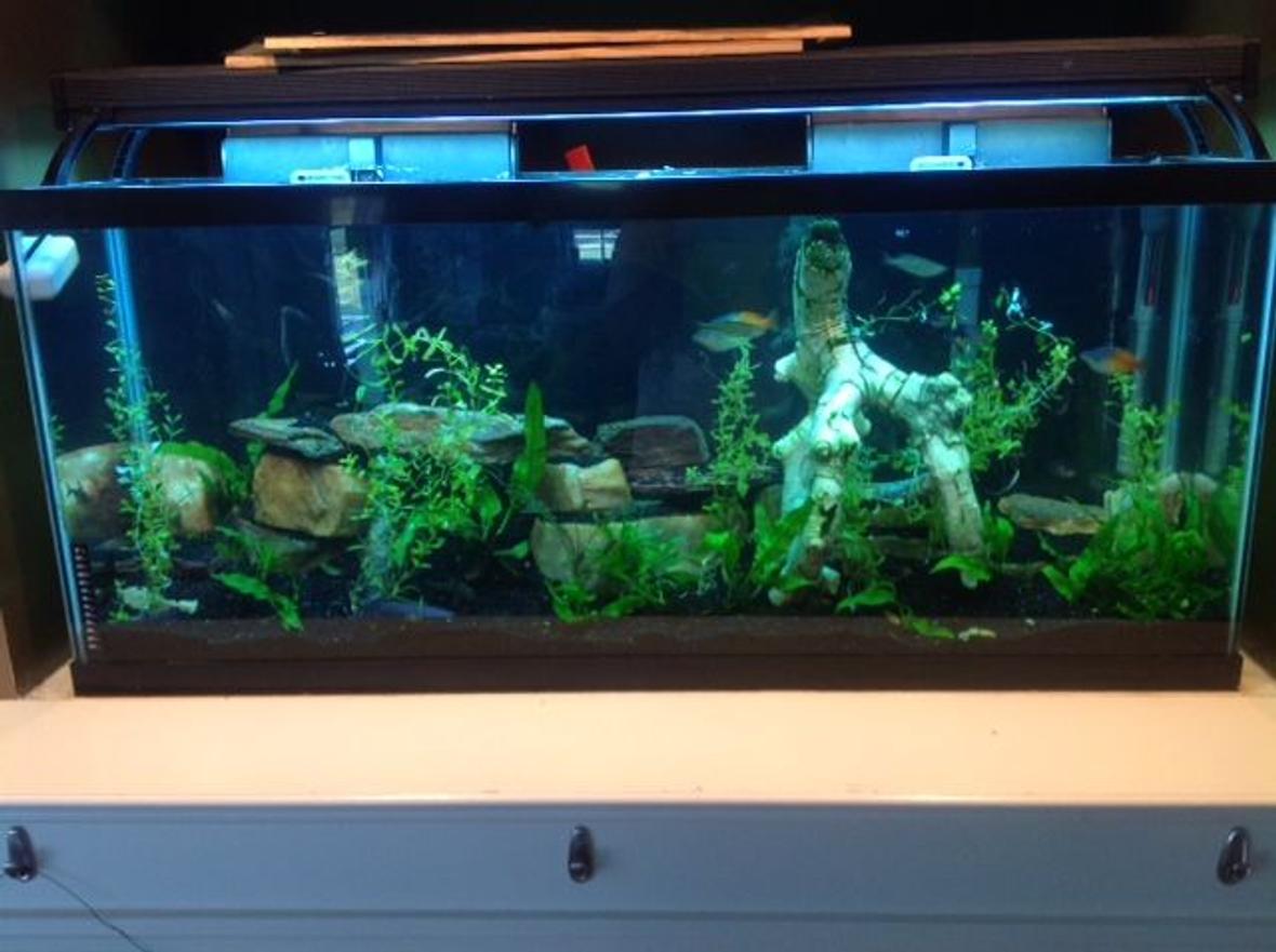 55 gallons planted tank (mostly live plants and fish) - 55 gallon standard 6 years established ECOCOMPLETE substrate, Community Tank, Live Plants, Real Rock