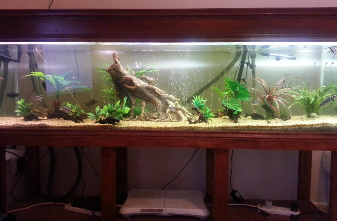 105 gallons freshwater fish tank (mostly fish and non-living decorations) - 6ft tropical tank