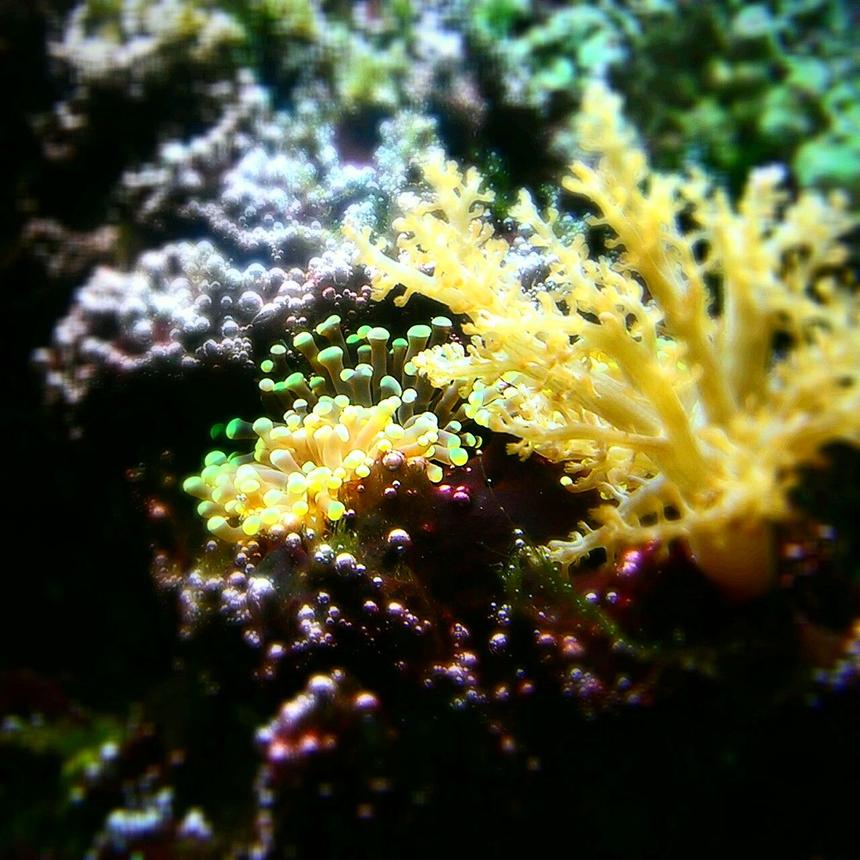 Rated #12: Corals Inverts - Capnella Sp. - Taro Tree Coral Stocking In 29 Gallons Tank - Older tank