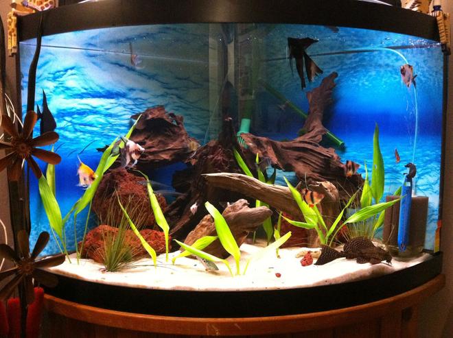 55 gallons planted tank (mostly live plants and fish) - 2 black angel fish, 3 koi angelfish,
2 zebra angelfish, 3 tiger barbs, 3
glass catfish, 1 sail fin pleco, 1
eel, 2 blue guarami, and 1 orange
guarami
