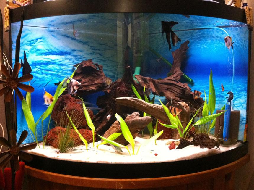 Rated #113: 55 Gallons Planted Tank - 2 black angel fish, 3 koi angelfish,
2 zebra angelfish, 3 tiger barbs, 3
glass catfish, 1 sail fin pleco, 1
eel, 2 blue guarami, and 1 orange
guarami