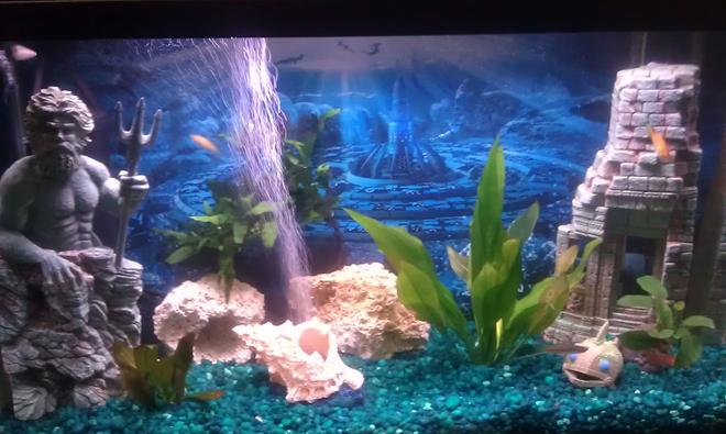 20 gallons freshwater fish tank (mostly fish and non-living decorations) - 29 Gallon Livebearer Aquarium