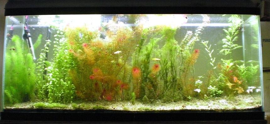 Rated #2695: 75 Gallons Freshwater Fish Tank - 55 gallon aquarium
