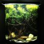 20 gallons freshwater fish tank (mostly fish and non-living decorations) - 20 Gallon Tank