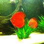 freshwater fish - symphysodon aequifasciatus - red melon discus stocking in 72 gallons tank - discus pair