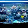 72 gallons reef tank (mostly live coral and fish) - mixed reef