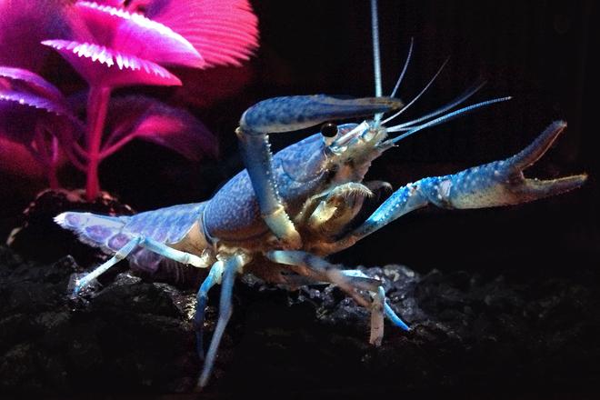 corals inverts stocking in 75 gallons tank - My new Hammers Cobalt Blue
"Lobster". My giant Oscar thinks he's a snack, so the lobster is in its own tank while I grow him a bit.