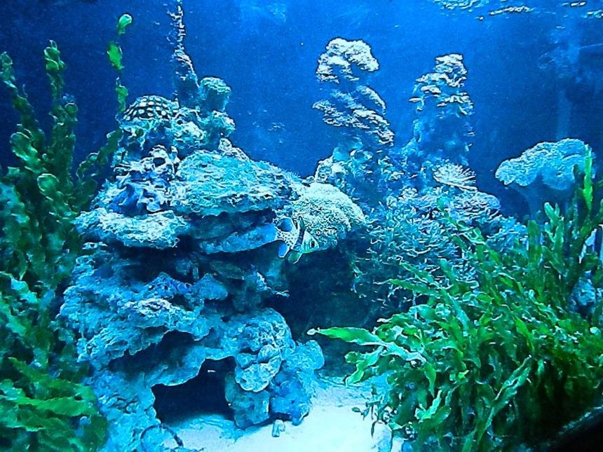 Rated #51: 90 Gallons Reef Tank - Macro Algae and Coral Tank.