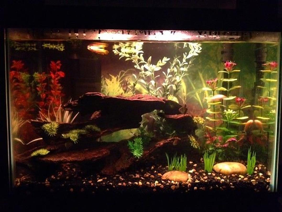 20 gallons freshwater fish tank (mostly fish and non-living decorations) - My tank with Golden Wonder lurking at the top.