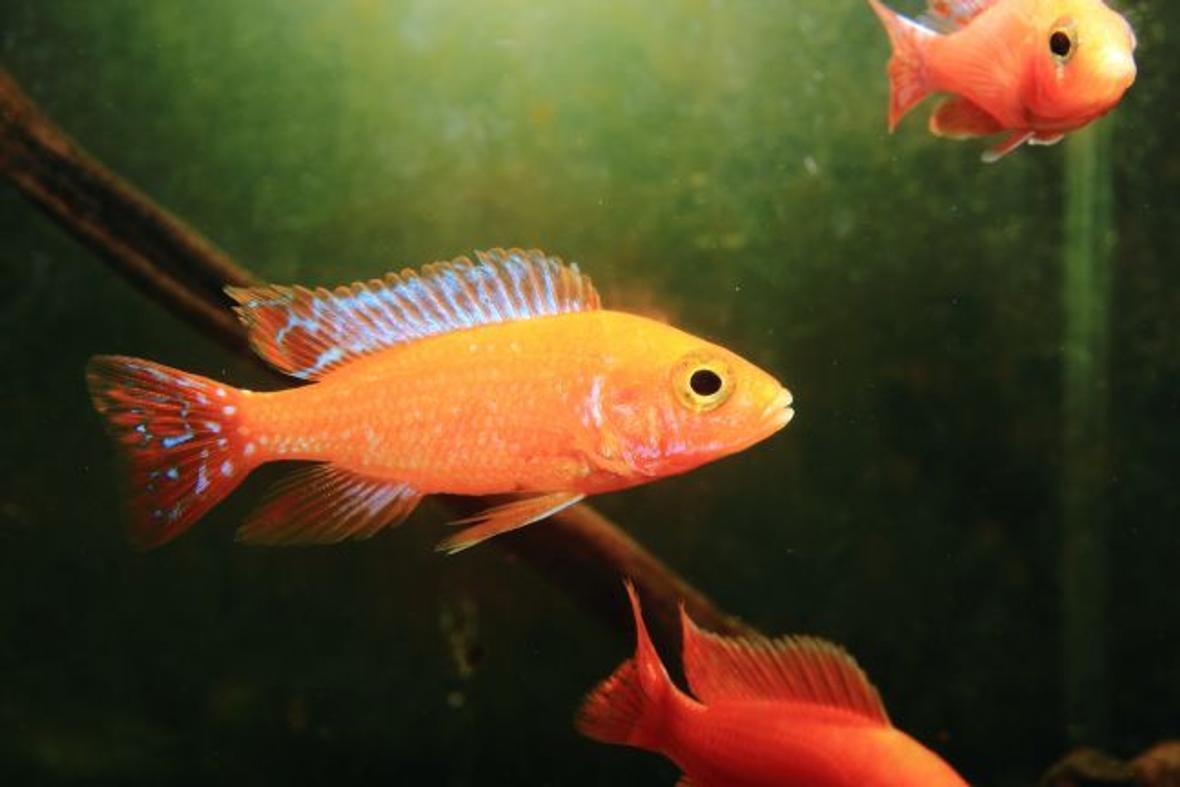 freshwater fish - aulonocara hansbaenschi - firebird cichlid stocking in 10 gallons tank - fire bird