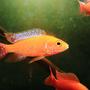 freshwater fish - aulonocara hansbaenschi - firebird cichlid stocking in 10 gallons tank - fire bird