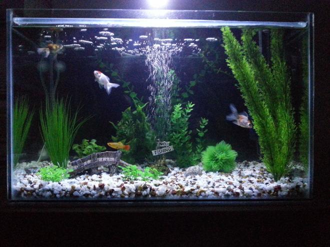 16 gallons freshwater fish tank (mostly fish and non-living decorations) - Ryukins, platty, oranda.